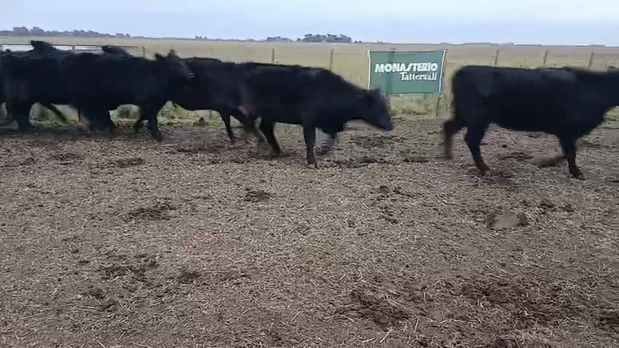 Lote 22 Vacas CUT preñadas en Buenos Aires, Chillar