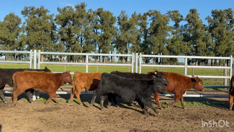 Lote 70 Terneros