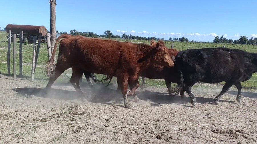 Lote 25 Vientres Preñados