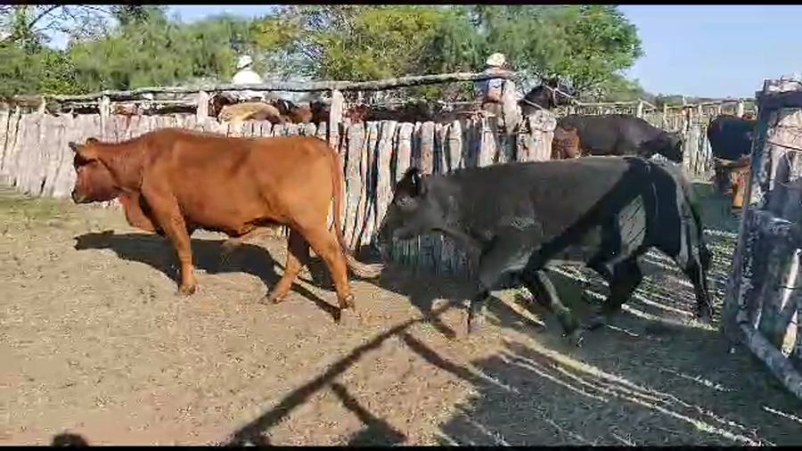 Lote 45 Novillos en San José de Feliciano, Entre Ríos