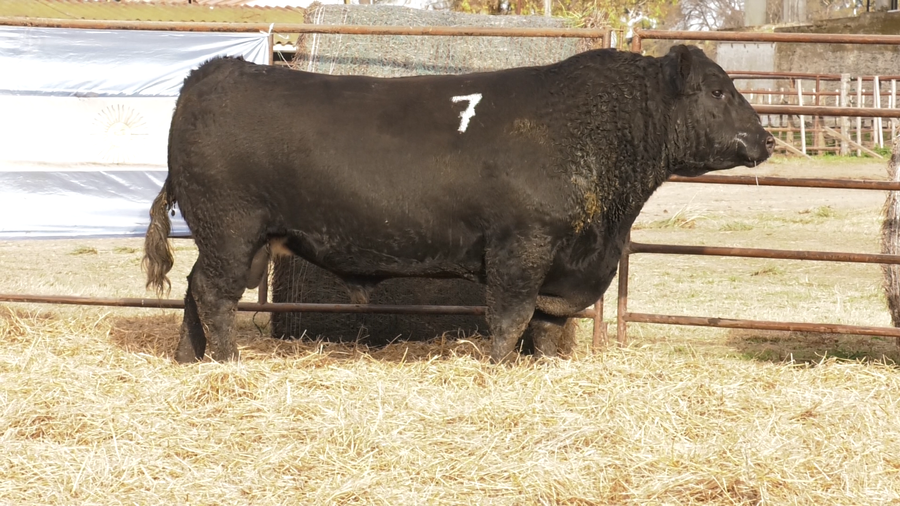 Lote TOROS ANGUS NEGROS  PC