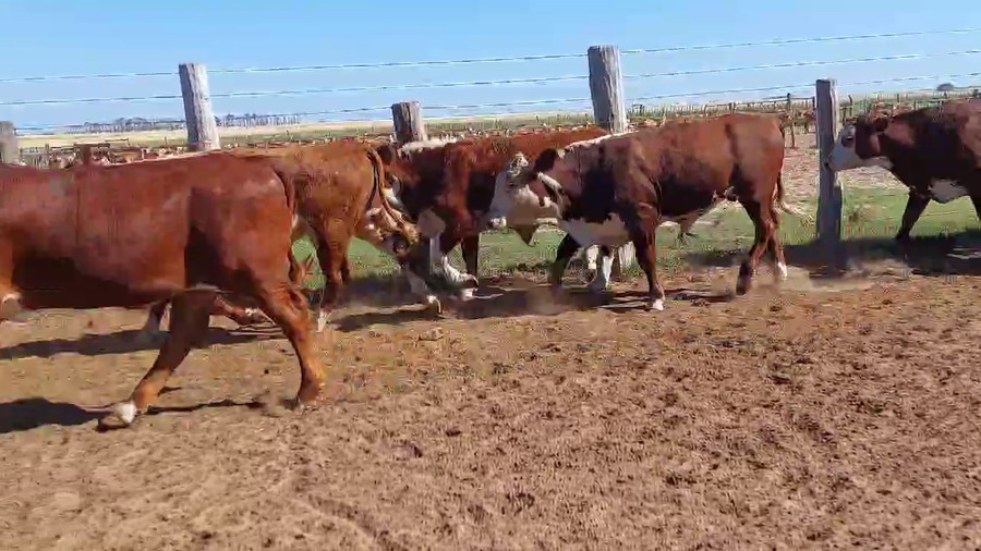 Lote 140 Terneros
