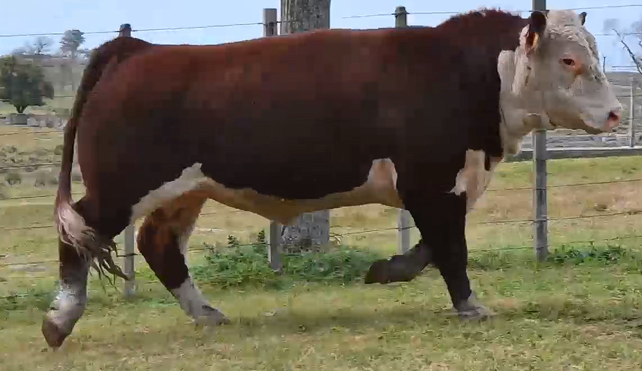 Lote TOROS 2 AÑOS RP 2386 2399 2427