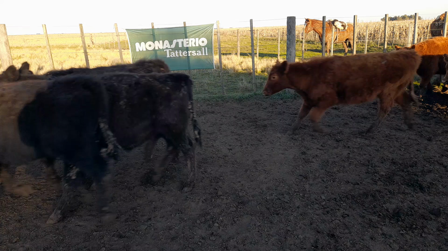 Lote 35 Terneros en Benito Juárez