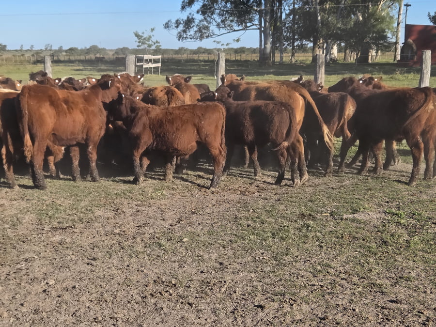 Lote 96 Terneros en Corrientes, Curuzu Cuatia