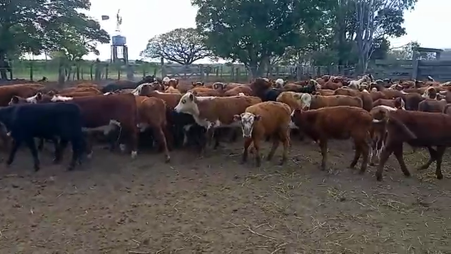 Lote 136 Terneros en Santa Lucía, Corrientes