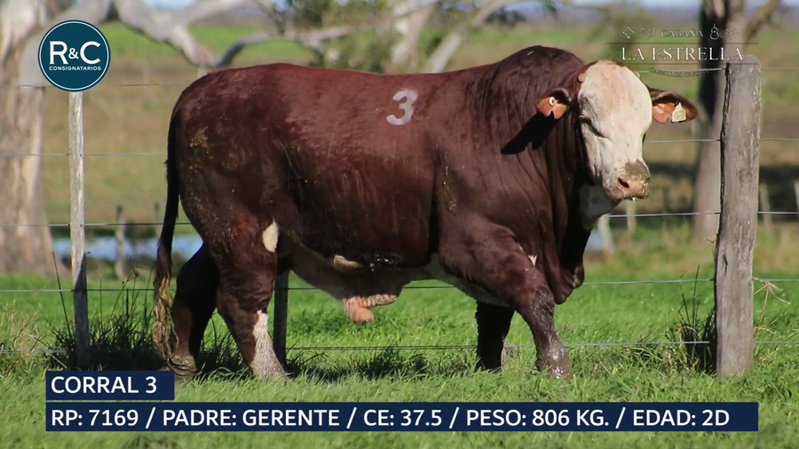 Lote Toro Braford
