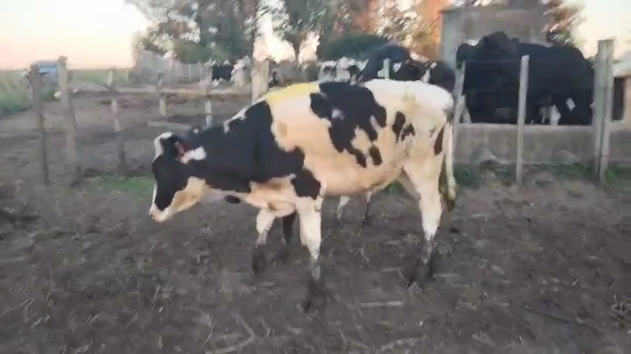 Lote 2 Terneras a remate en Pantalla Camy 180kg - , San José