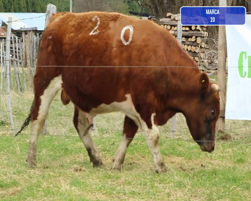 Lote 1 Toro en Coyhaique, XI Región Aysén