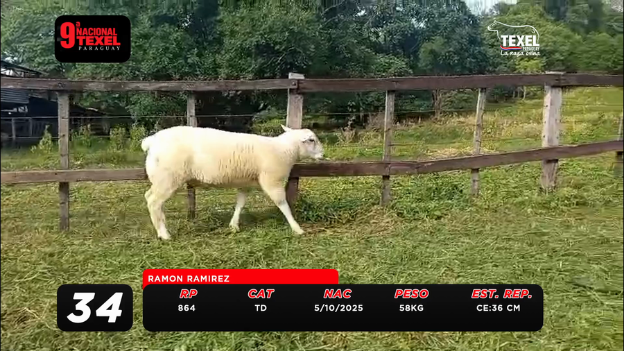 Lote LOTE 34