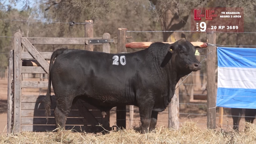 Lote BRANGUS NEGRO 3 AÑOS