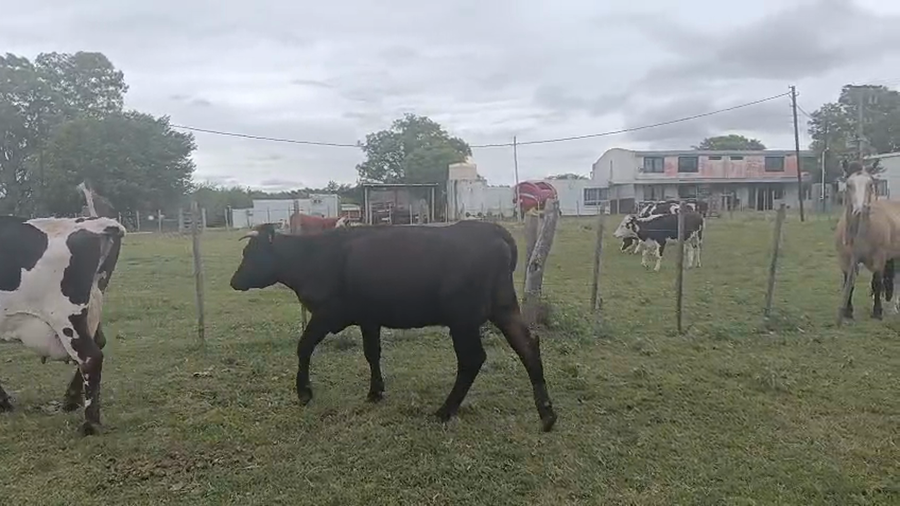 Lote Vacas lecheras de descarte