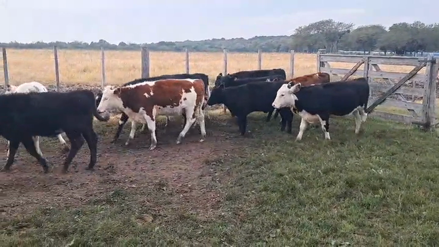 Lote TERNERAS