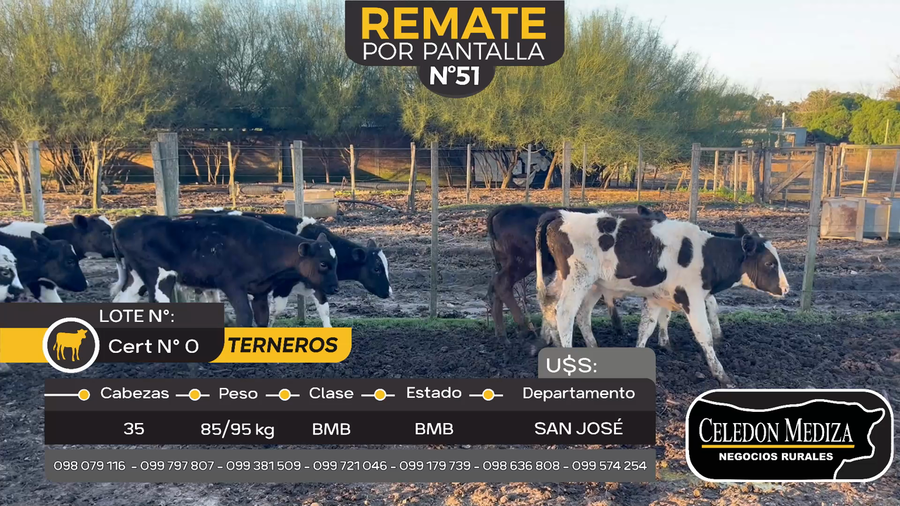 Lote 35 Terneros en Otra Localidad, San José