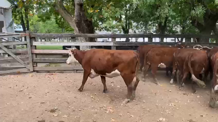 Lote 21 Vacas de Invernada