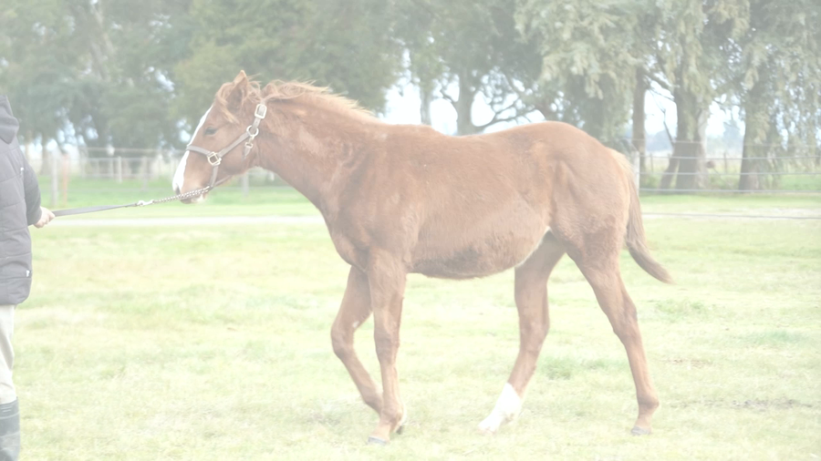 Lote ATREVIDA DEL MUNDO (DADDY LONG LEGS -  HIDDEN SMILE)