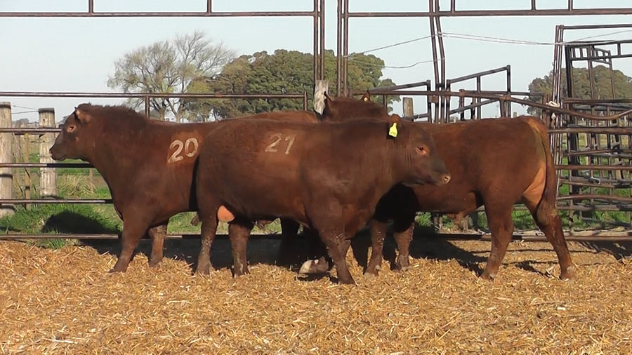 Lote TOROS ANGUS COLORADOS PC