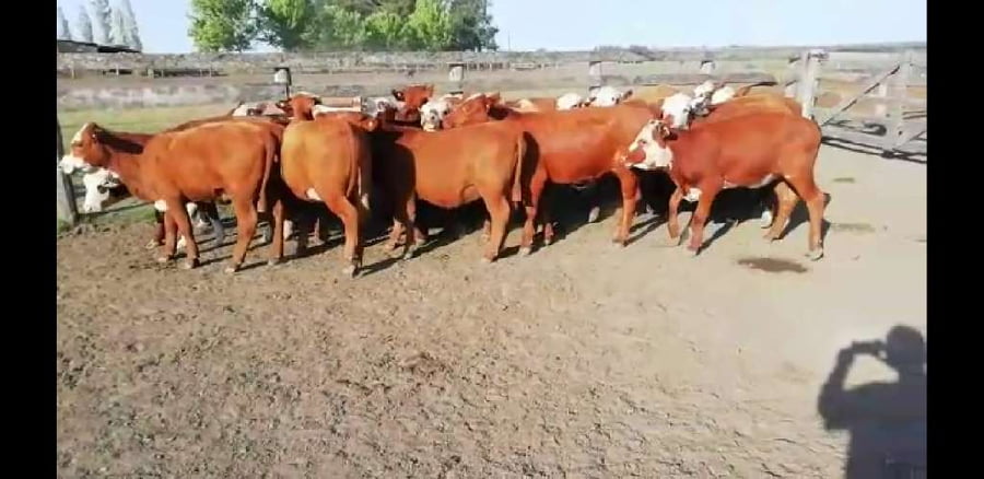 Lote 25 Vaquillonas en Villaguay, Entre Ríos