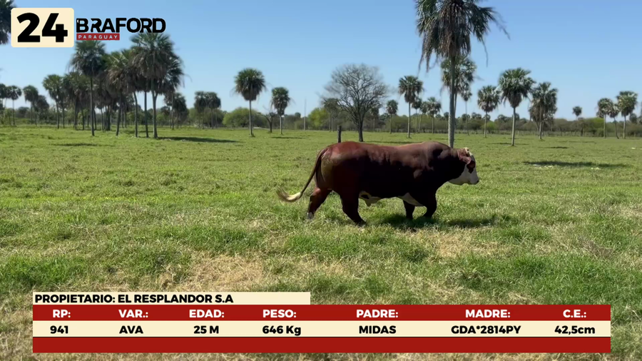 Lote LOTE 24 MACHOS DE CAMPO