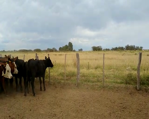 Lote 70 Terneras en Buenos Aires, Mayor Buratovich
