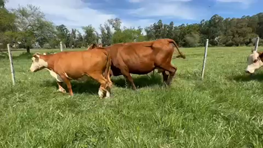 Lote 36 Vacas de invernar en Goya, Corrientes