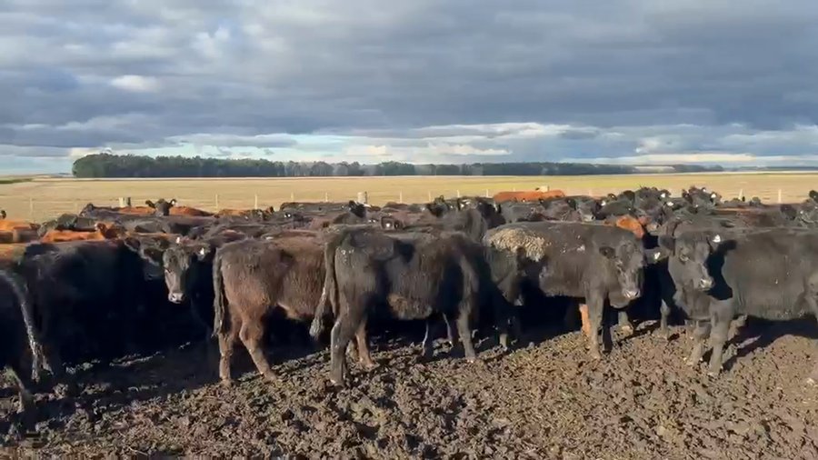 Lote 36 Vacas p/ invernar en Buenos Aires, Chillar