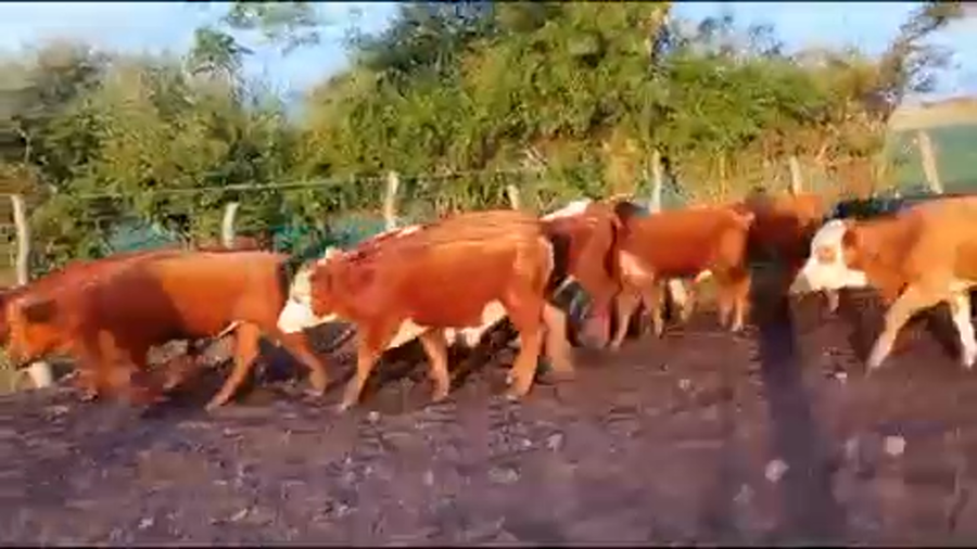 Lote 80 Terneros en Mercedes, Corrientes