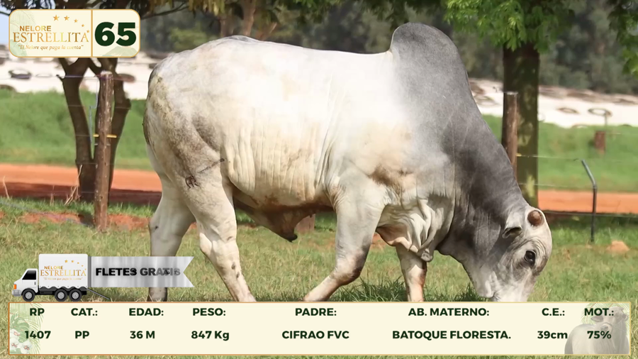 Lote LOTE 65