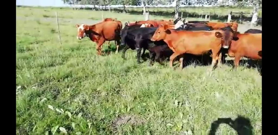 Lote 25 Terneros/as en Villaguay, Entre Ríos