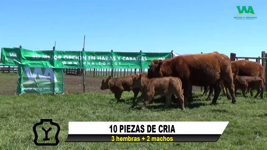 Lote 10 PIEZAS DE CRIA (3 H + 2 M)