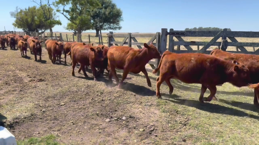 Lote 98 Terneras