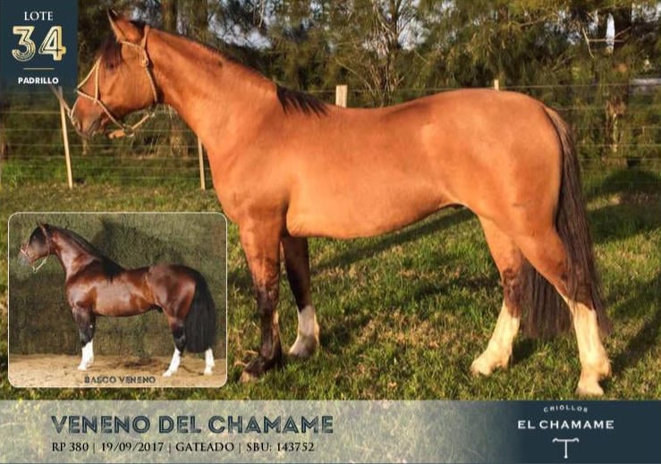 Lote VENENO DEL CHAMAME