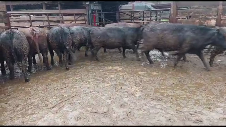Lote 20 Vaquilla Gorda en Los Ángeles, VIII Región Biobío