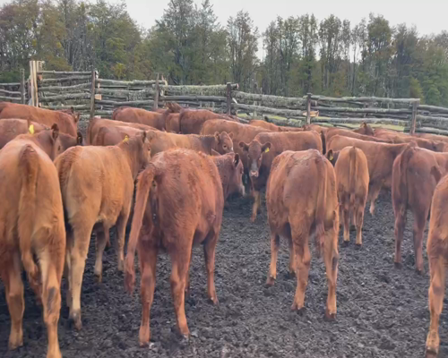 Lote 70 Ternera en XI Región Aysén, Coyhaique