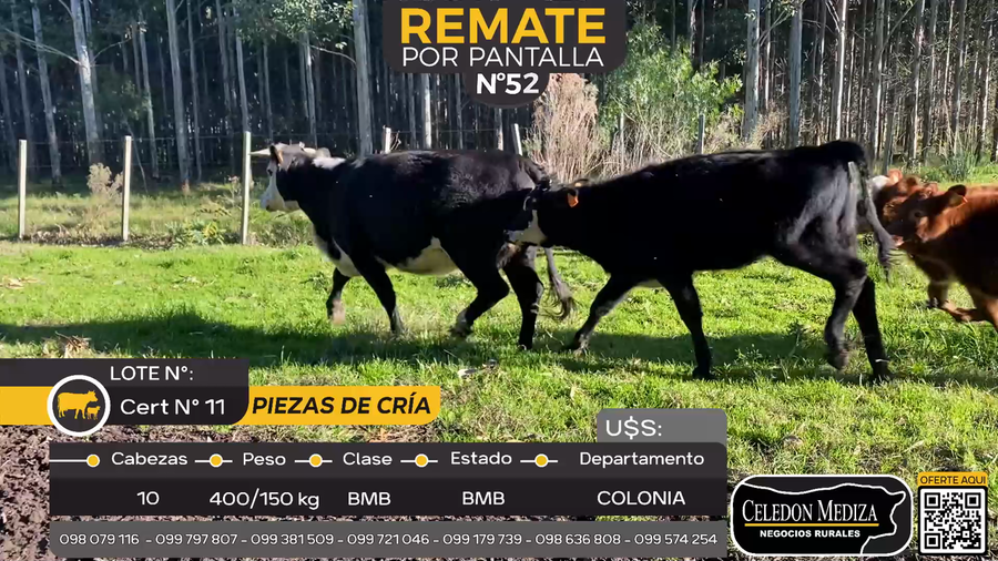 Lote 10 Piezas de cría en Estanzuela, Colonia