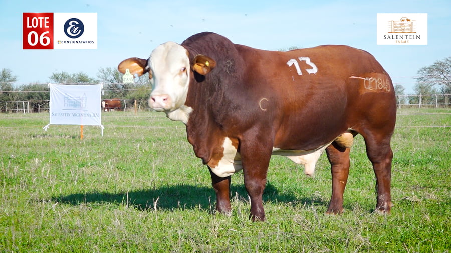 Lote LOTE 6 - TORO BRAFORD NO. 13