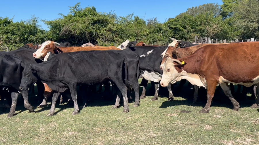 Lote 35 Vacas de invernar en Corrientes, San Luis del Palmar