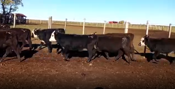 Lote 36 Terneras en Tacuarembó