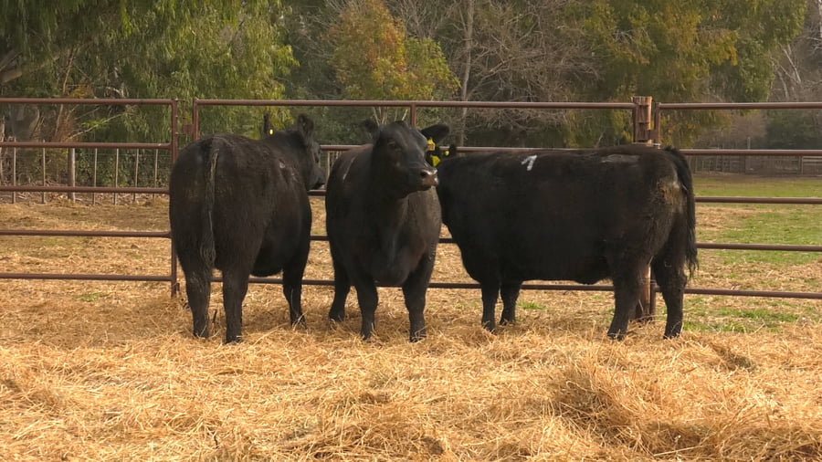 Lote VAQUILLONAS PURAS DE PEDIGREE (c/garantía de preñez o parida)