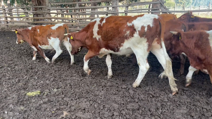 Lote 58 Novillo Engorda en Región Metropolitana, Melipilla