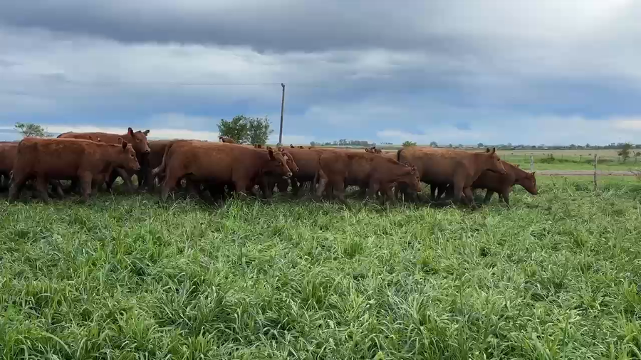 Lote 42 Vaquillonas