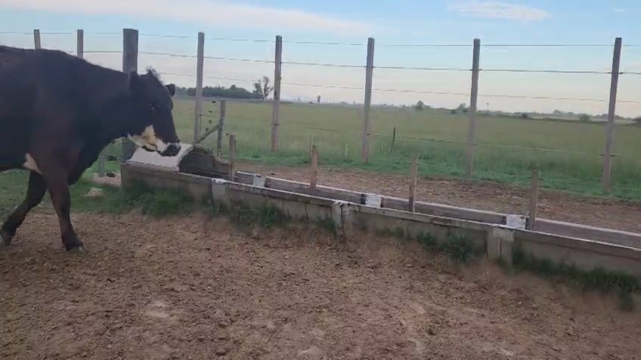 Lote 100 Terneras A TÉRMINO en Bolivar