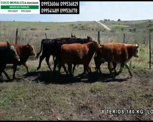 Lote 8 Terneros en Cerro de las Armas, Colonia