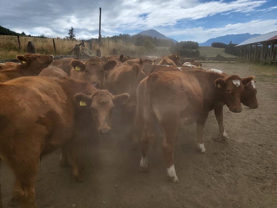 Lote 60 Novillo Engorda en Futrono, XIV Región Los Ríos