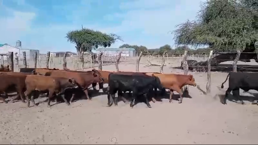 Lote 70 Terneros en Federal, Entre Ríos