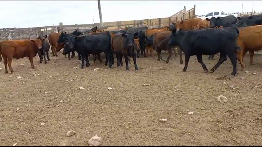 Lote 60 Novillitos y vaquillonas en Guaminí, Buenos Aires