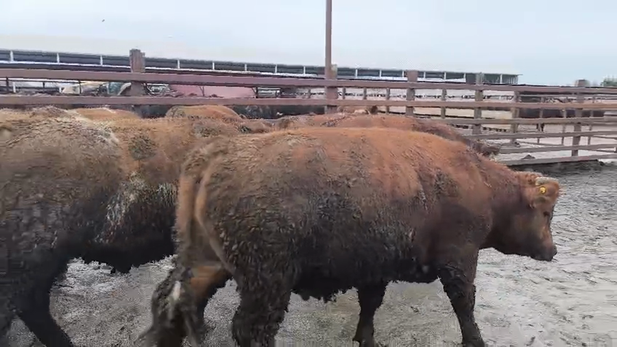 Lote 20 Novillo Gordo en Los Ángeles, VIII Región Biobío