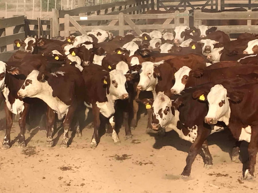 Lote 85 Novillitos en J.J. Castelli, Chaco