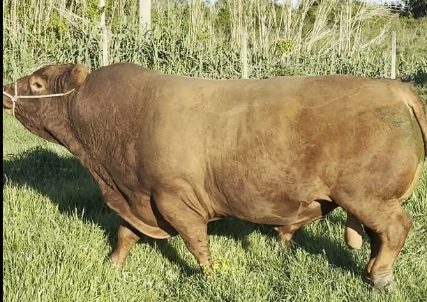 Lote LUSAN HEREJE (GRAN CAMPEON MACHO EXPO PRADO 2022)