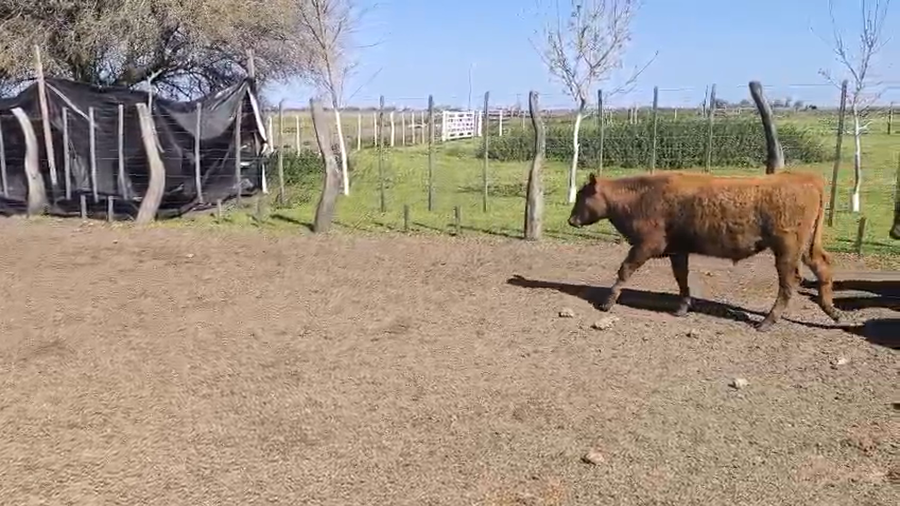 Lote 100 Terneros en Entre Ríos, Gualeguaychú